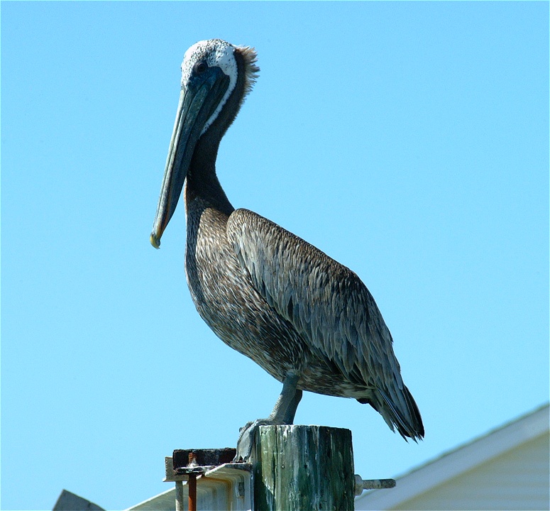 (04) Dscf1804 (brown pelican).jpg   (775x720)   170 Kb                                    Click to display next picture